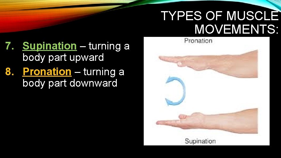 TYPES OF MUSCLE MOVEMENTS: 7. Supination – turning a body part upward 8. Pronation TYPES OF MUSCLE MOVEMENTS: 7. Supination – turning a body part upward 8. Pronation