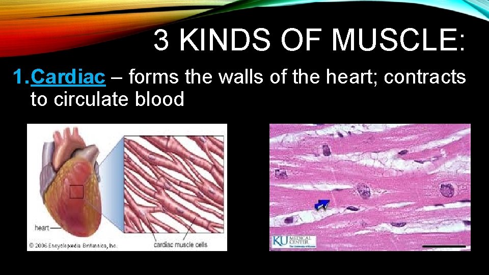 3 KINDS OF MUSCLE: 1. Cardiac – forms the walls of the heart; contracts 3 KINDS OF MUSCLE: 1. Cardiac – forms the walls of the heart; contracts
