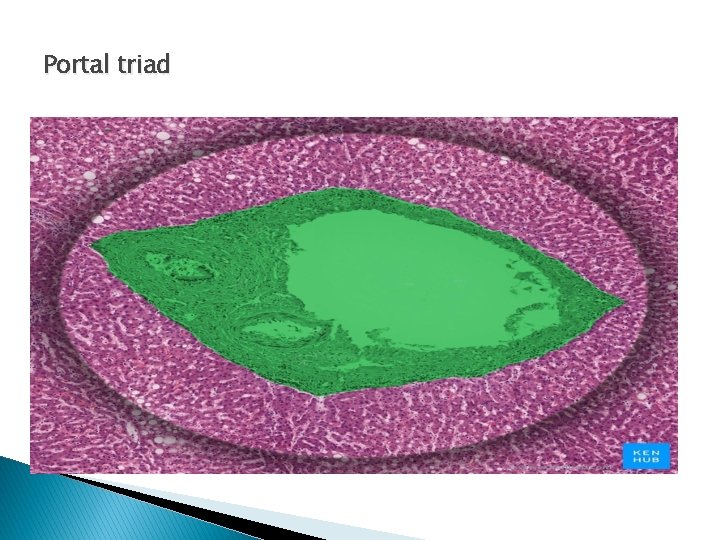 Portal triad 
