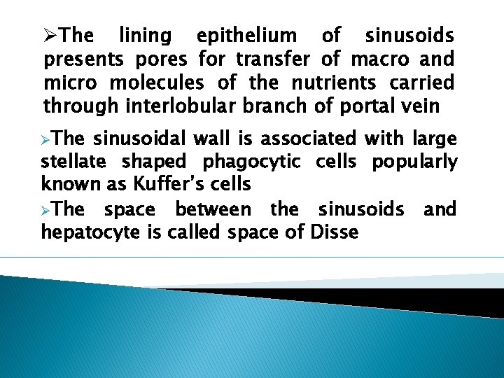 ØThe lining epithelium of sinusoids presents pores for transfer of macro and micro molecules