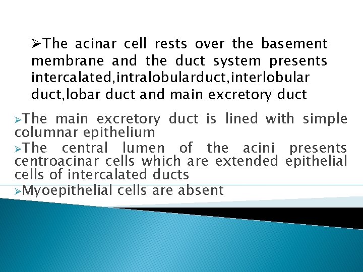 ØThe acinar cell rests over the basement membrane and the duct system presents intercalated,