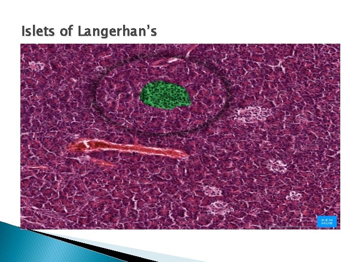 Islets of Langerhan’s 