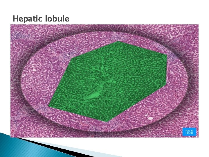 Hepatic lobule 