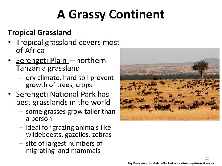 A Grassy Continent Tropical Grassland • Tropical grassland covers most of Africa • Serengeti