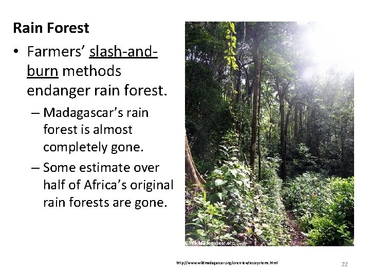 Rain Forest • Farmers’ slash-andburn methods endanger rain forest. – Madagascar’s rain forest is