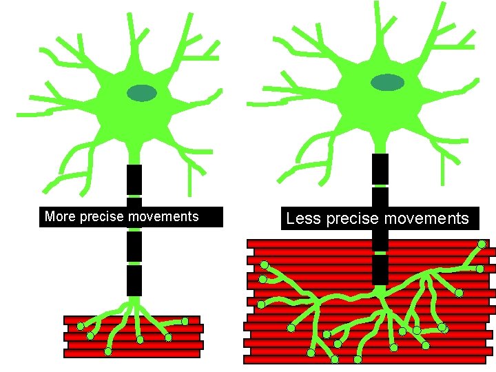 More precise movements Less precise movements 