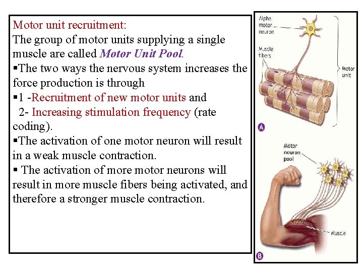 Motor unit recruitment: The group of motor units supplying a single muscle are called