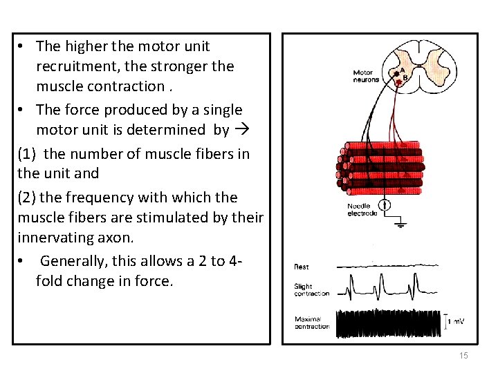  • The higher the motor unit recruitment, the stronger the muscle contraction. •