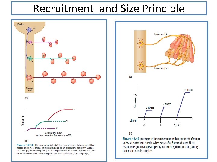 Recruitment and Size Principle 