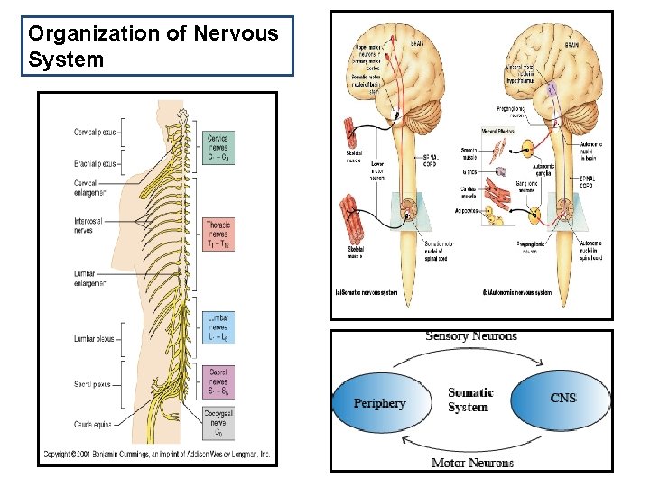 Organization of Nervous System 