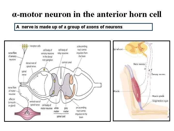 α-motor neuron in the anterior horn cell A nerve is made up of a