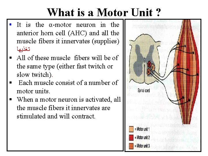 What is a Motor Unit ? § It is the α-motor neuron in the