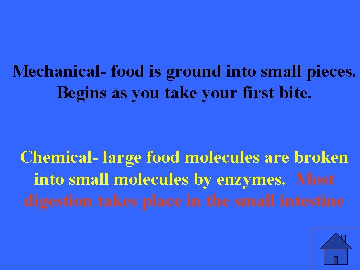 Mechanical- food is ground into small pieces. Begins as you take your first bite.