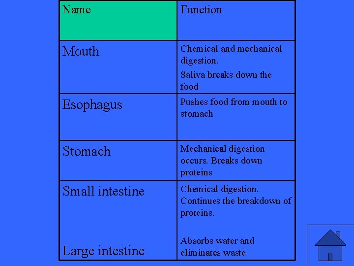 Name Function Mouth Chemical and mechanical digestion. Saliva breaks down the food Esophagus Pushes