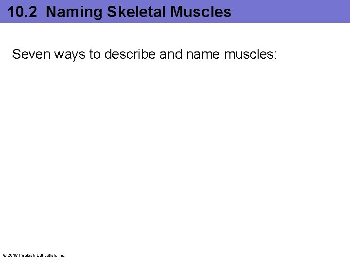 10. 2 Naming Skeletal Muscles Seven ways to describe and name muscles: © 2016