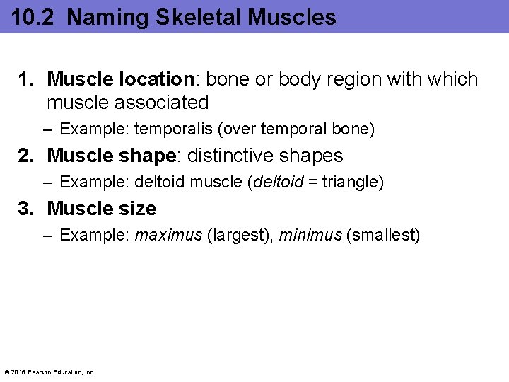 10. 2 Naming Skeletal Muscles 1. Muscle location: bone or body region with which