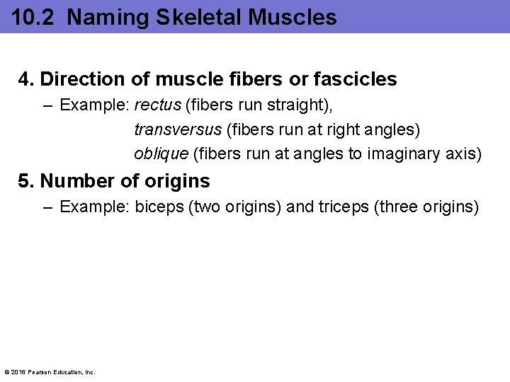 10. 2 Naming Skeletal Muscles 4. Direction of muscle fibers or fascicles – Example: