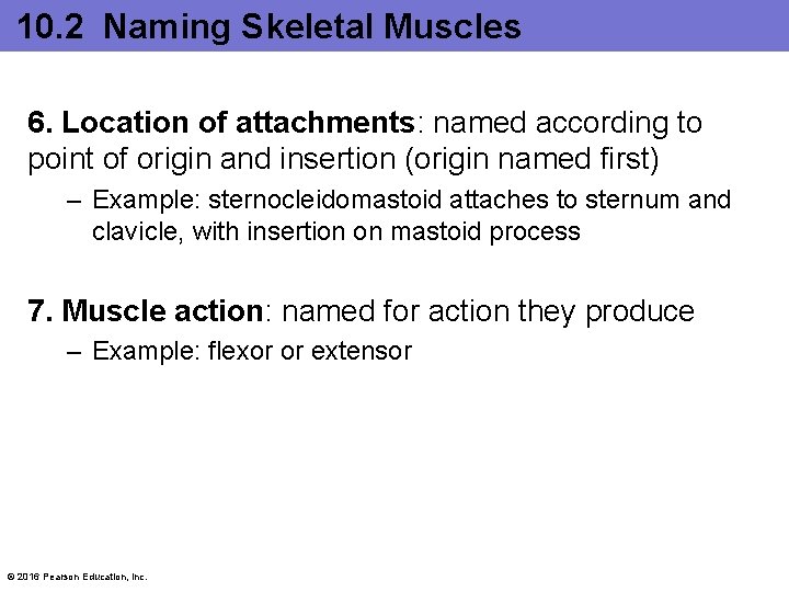 10. 2 Naming Skeletal Muscles 6. Location of attachments: named according to point of