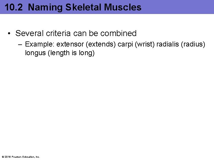 10. 2 Naming Skeletal Muscles • Several criteria can be combined – Example: extensor