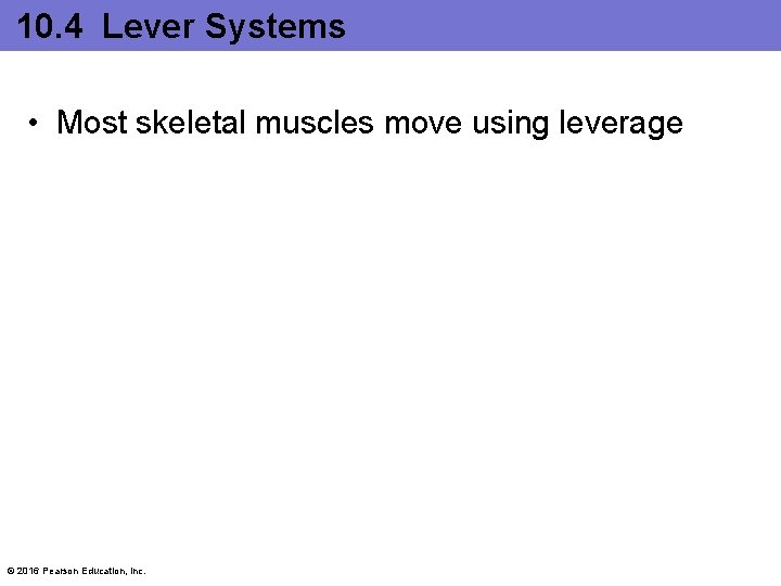 10. 4 Lever Systems • Most skeletal muscles move using leverage © 2016 Pearson