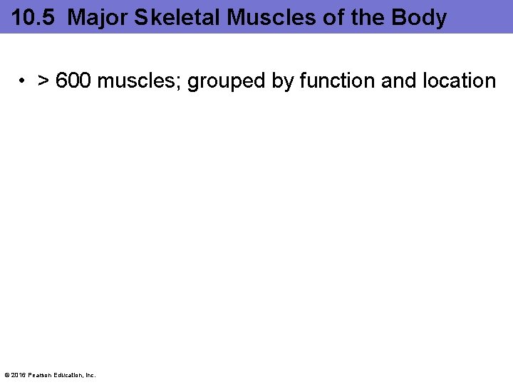 10. 5 Major Skeletal Muscles of the Body • > 600 muscles; grouped by
