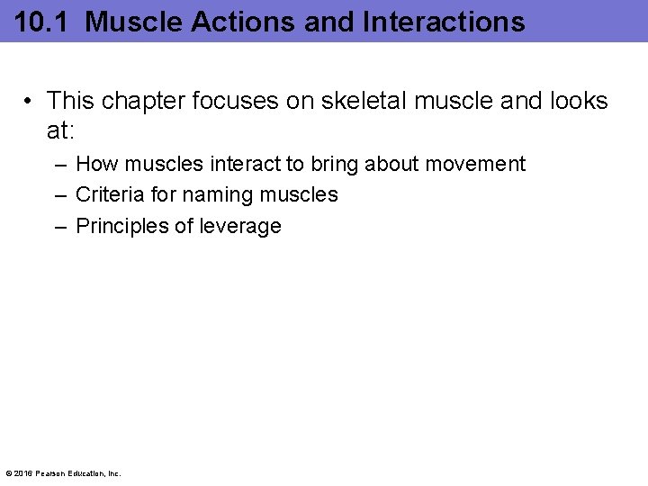10. 1 Muscle Actions and Interactions • This chapter focuses on skeletal muscle and