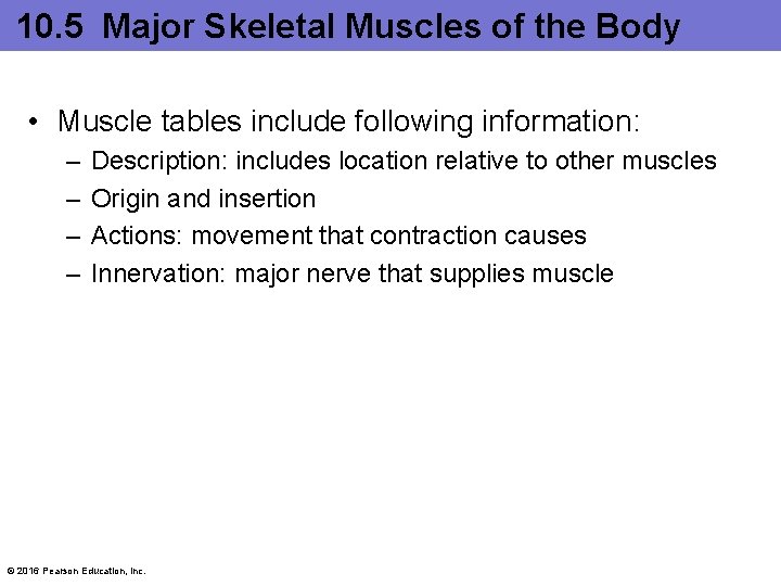 10. 5 Major Skeletal Muscles of the Body • Muscle tables include following information: