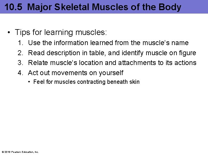 10. 5 Major Skeletal Muscles of the Body • Tips for learning muscles: 1.