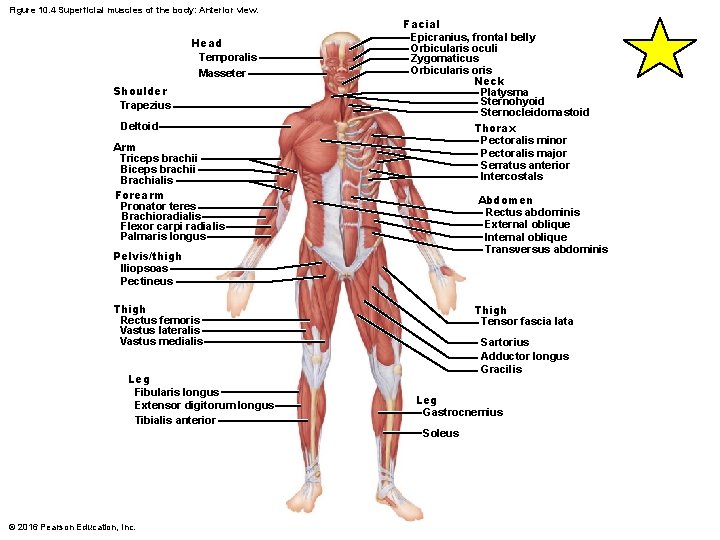 Figure 10. 4 Superficial muscles of the body: Anterior view. Head Temporalis Masseter Shoulder