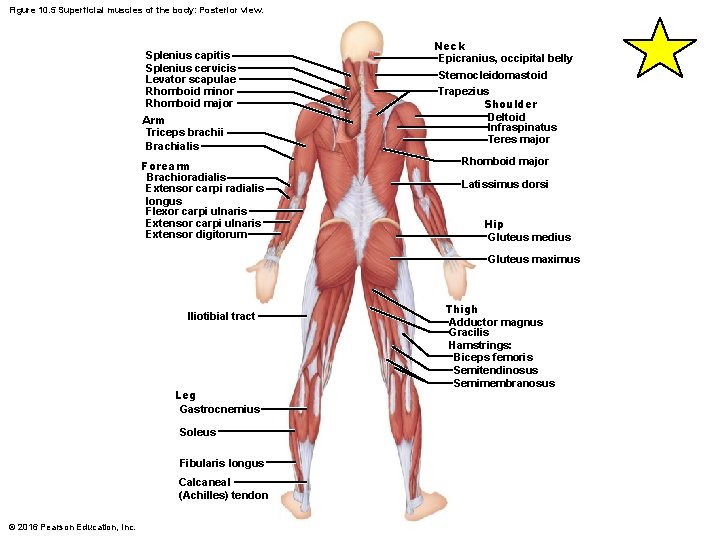 Figure 10. 5 Superficial muscles of the body: Posterior view. Splenius capitis Splenius cervicis
