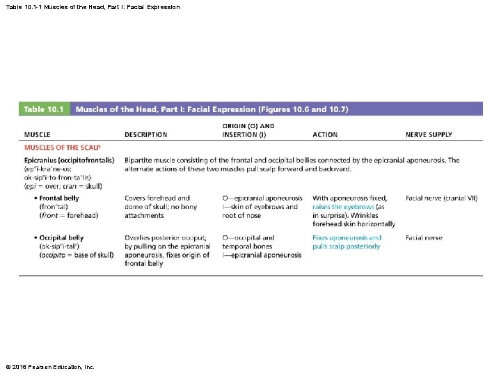 Table 10. 1 -1 Muscles of the Head, Part I: Facial Expression © 2016
