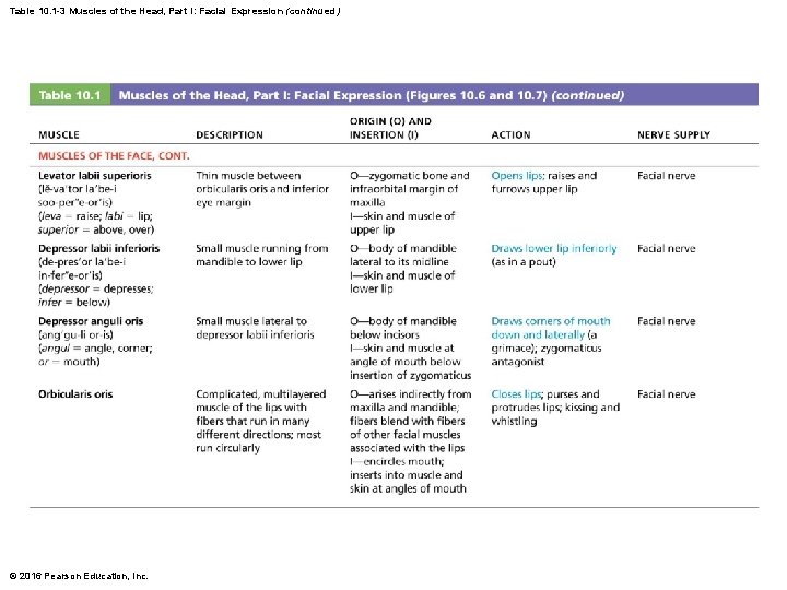 Table 10. 1 -3 Muscles of the Head, Part I: Facial Expression (continued) ©