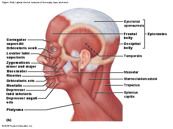 Figure 10. 6 b Lateral view of muscles of the scalp, face, and neck.