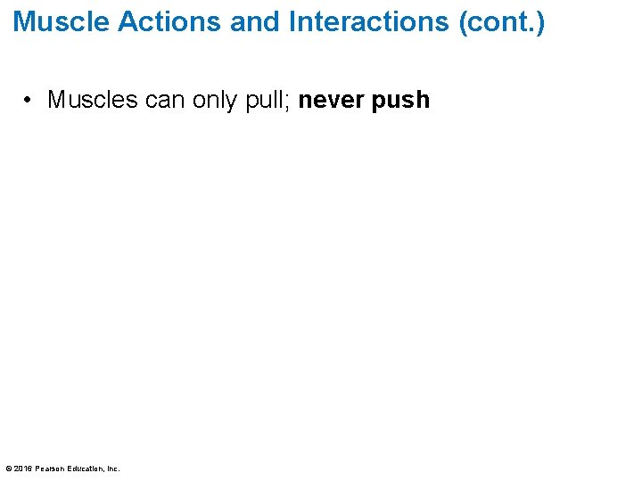 Muscle Actions and Interactions (cont. ) • Muscles can only pull; never push ©