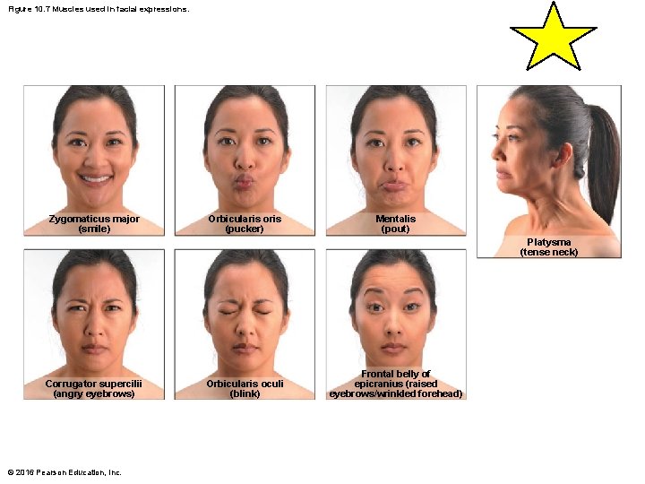 Figure 10. 7 Muscles used in facial expressions. Zygomaticus major (smile) Orbicularis oris (pucker)