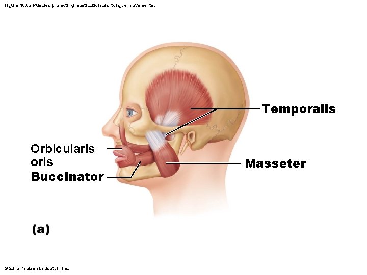 Figure 10. 8 a Muscles promoting mastication and tongue movements. Temporalis Orbicularis oris Buccinator