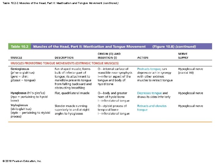 Table 10. 2 -2 Muscles of the Head, Part II: Mastication and Tongue Movement