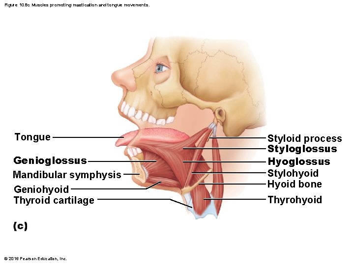 Figure 10. 8 c Muscles promoting mastication and tongue movements. Tongue Genioglossus Mandibular symphysis