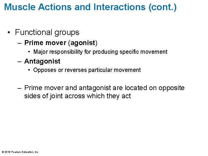 Muscle Actions and Interactions (cont. ) • Functional groups – Prime mover (agonist) •