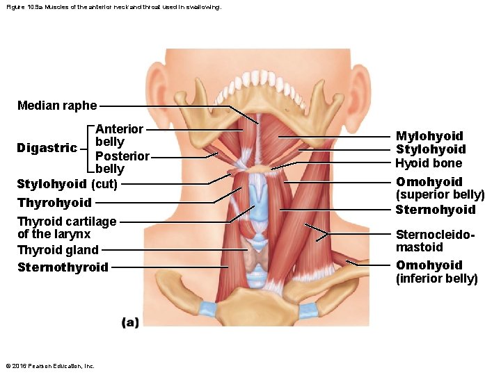 Figure 10. 9 a Muscles of the anterior neck and throat used in swallowing.