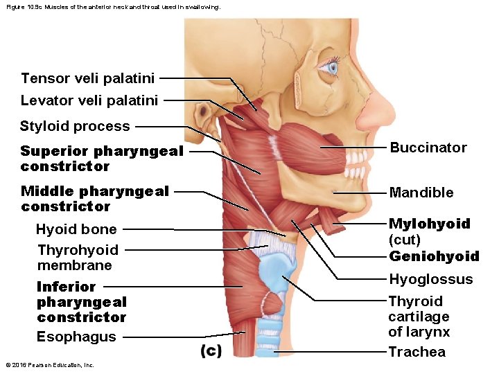 Figure 10. 9 c Muscles of the anterior neck and throat used in swallowing.