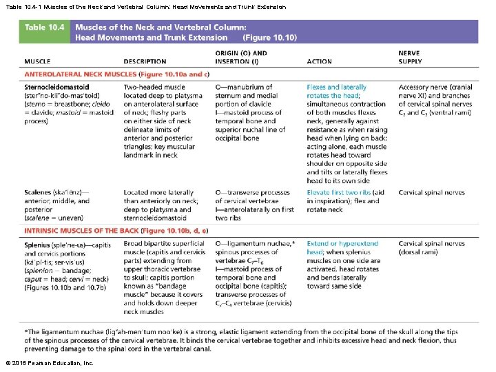 Table 10. 4 -1 Muscles of the Neck and Vertebral Column: Head Movements and