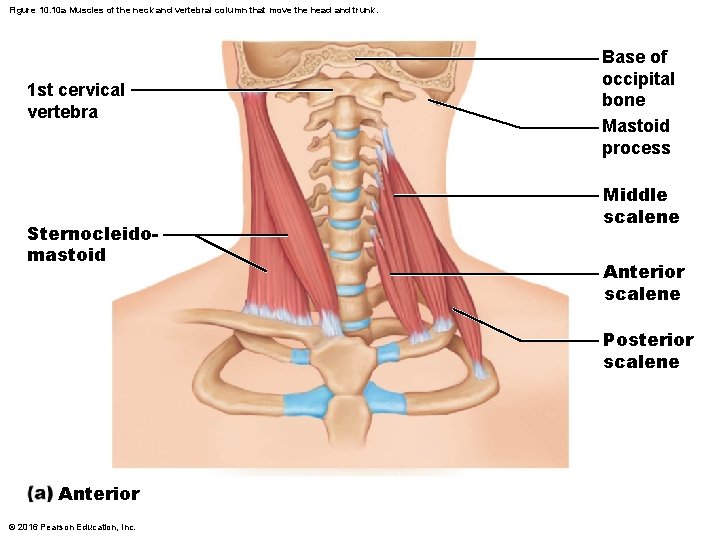 Figure 10. 10 a Muscles of the neck and vertebral column that move the