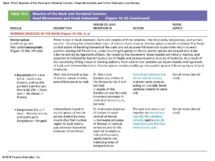 Table 10. 4 -2 Muscles of the Neck and Vertebral Column: Head Movements and