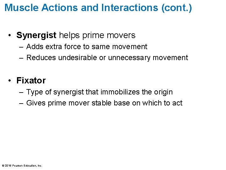 Muscle Actions and Interactions (cont. ) • Synergist helps prime movers – Adds extra