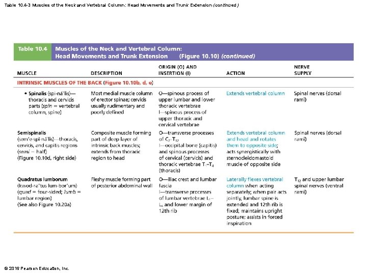 Table 10. 4 -3 Muscles of the Neck and Vertebral Column: Head Movements and