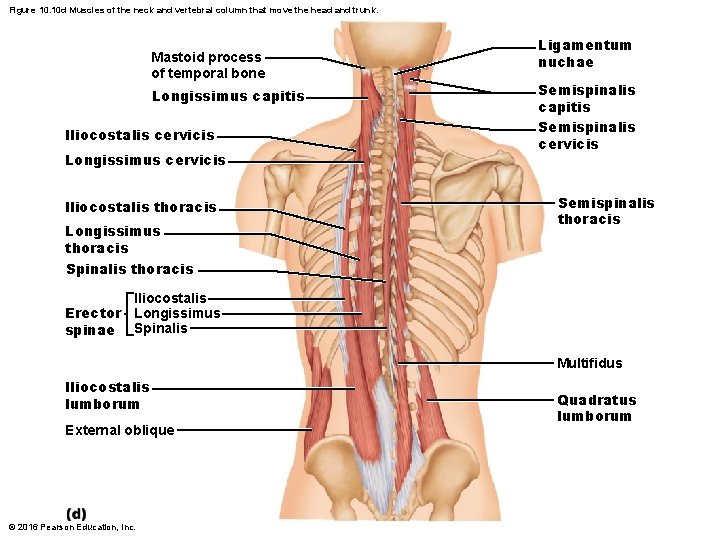 Figure 10. 10 d Muscles of the neck and vertebral column that move the