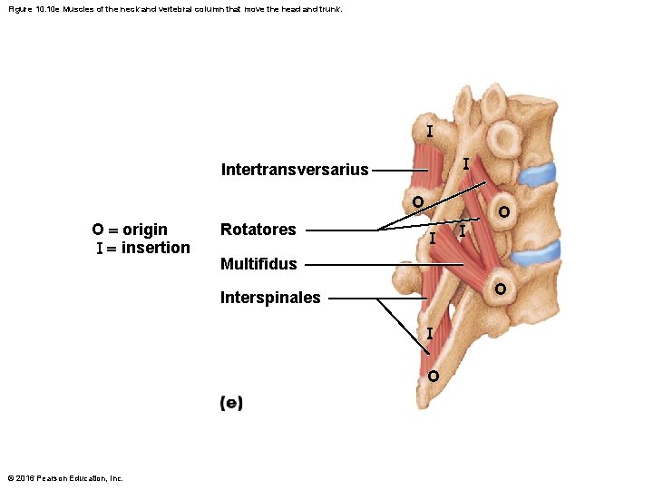 Figure 10. 10 e Muscles of the neck and vertebral column that move the