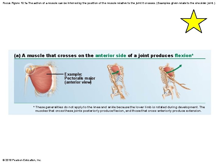 Focus Figure 10. 1 a The action of a muscle can be inferred by