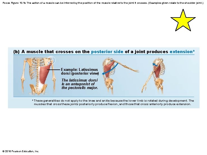 Focus Figure 10. 1 b The action of a muscle can be inferred by